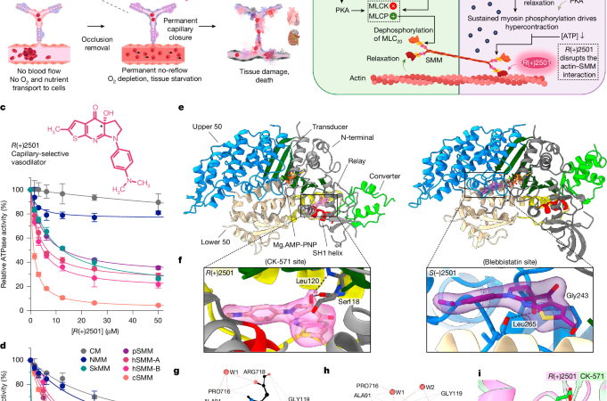 Capillary-selective vasodilation through myosin inhibition halts ischaemic cascades – Nature