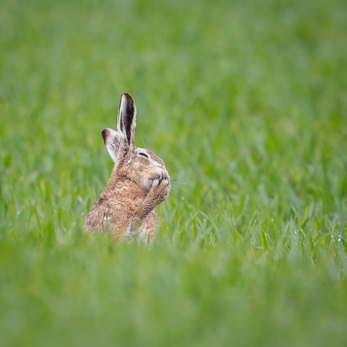 hare in a field