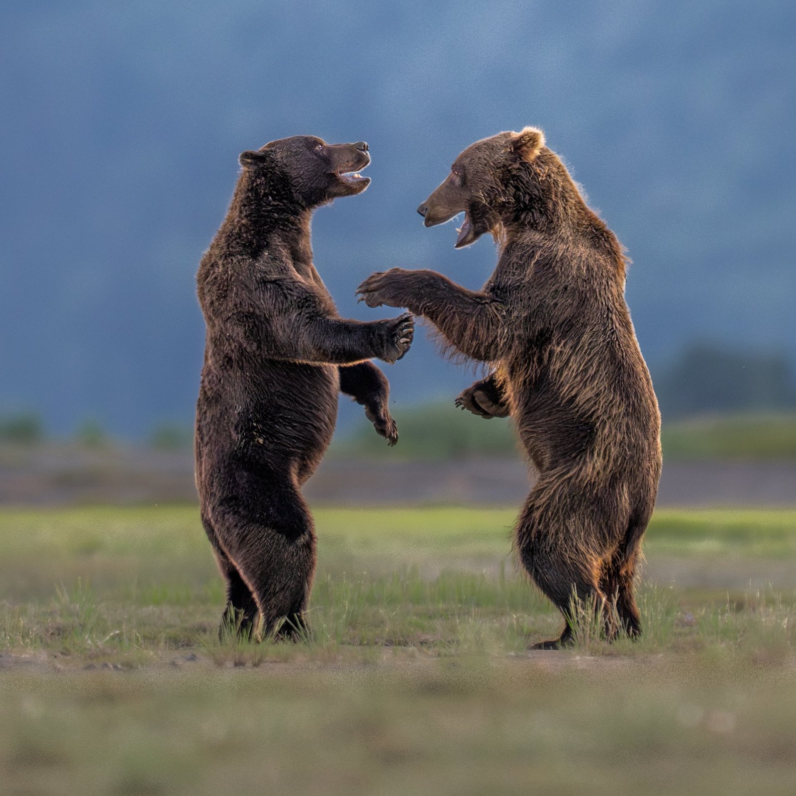 two subadult male Brown Bears are doing some play-fighting
