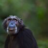 Chimp and gorilla brains resist weight loss with age — unlike human brains