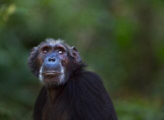 Chimp and gorilla brains resist weight loss with age — unlike human brains