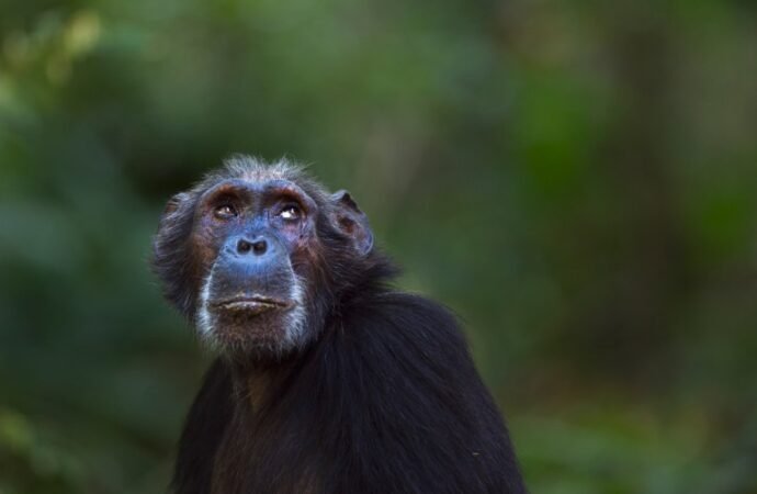 Chimp and gorilla brains resist weight loss with age — unlike human brains