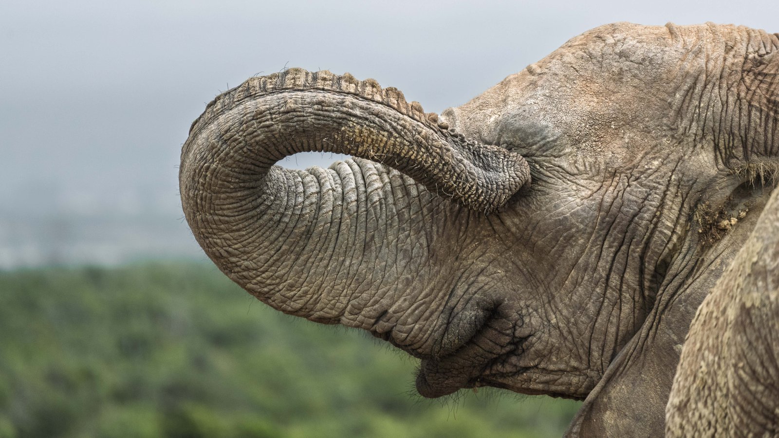 elephant pokes its eye with trunk