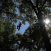 Climbers scale St. Louis trees during international tree climbing competition