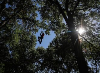 Climbers scale St. Louis trees during international tree climbing competition