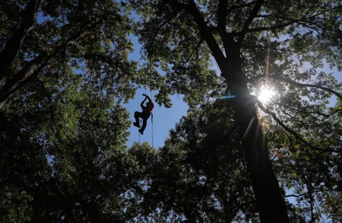Climbers scale St. Louis trees during international tree climbing competition