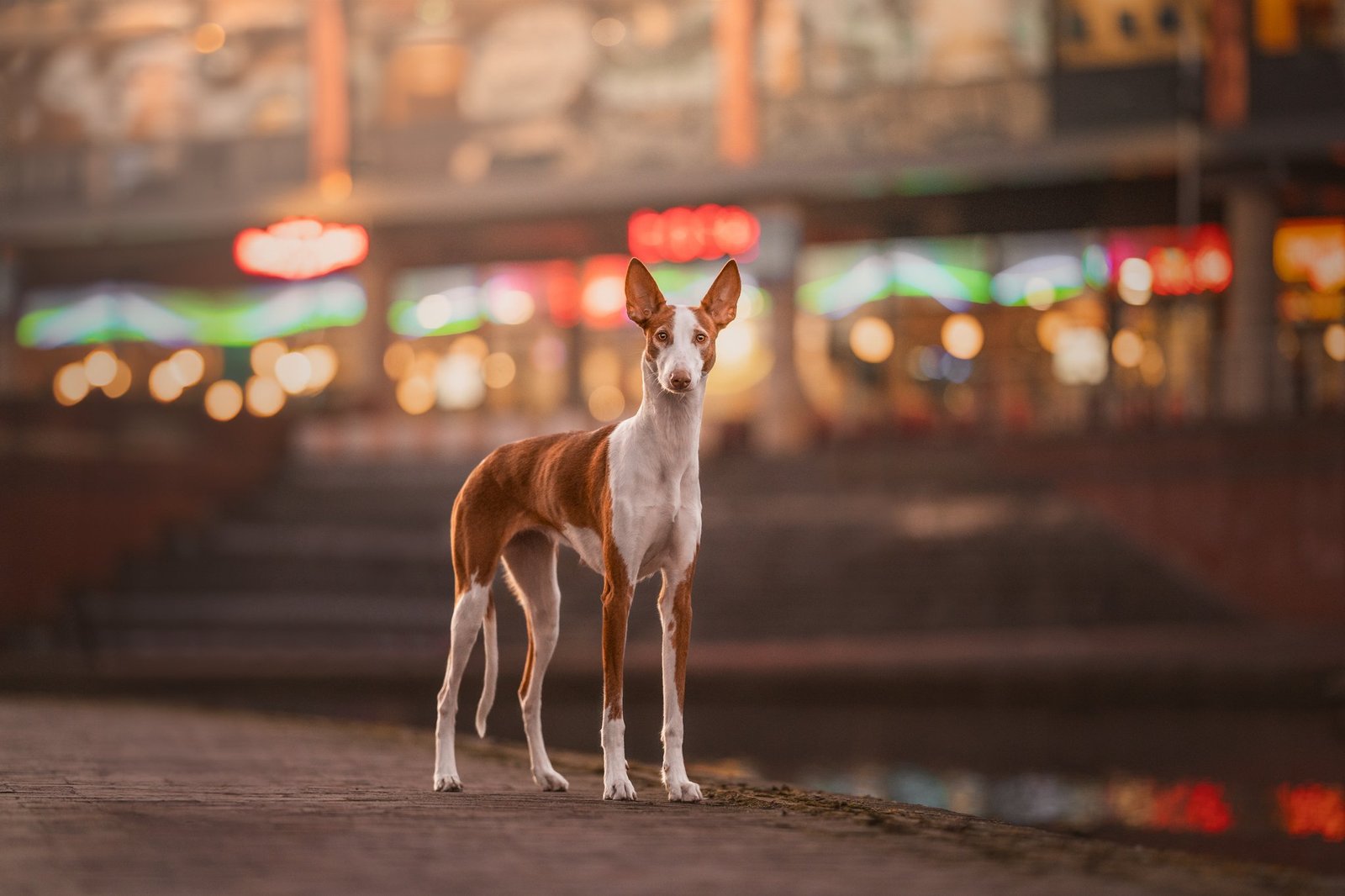 pointy-eared dog standing in front of city lights blurred in the background