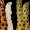 Daily briefing: Bleached corals revived by healthy neighbour’s touch