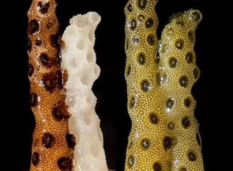 Daily briefing: Bleached corals revived by healthy neighbour’s touch