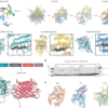 De novo design of cysteine proteases – Nature
