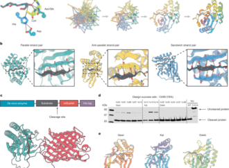 De novo design of cysteine proteases – Nature