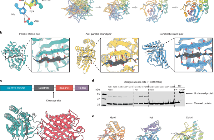 De novo design of cysteine proteases – Nature