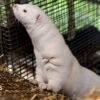 Denmark to ban mink farming in government U-turn