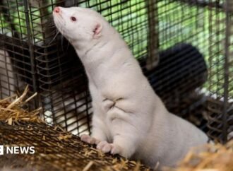 Denmark to ban mink farming in government U-turn