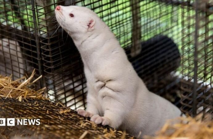 Denmark to ban mink farming in government U-turn