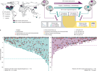 Divergent genomic evolution in astrocytomas and oligodendrogliomas – Nature