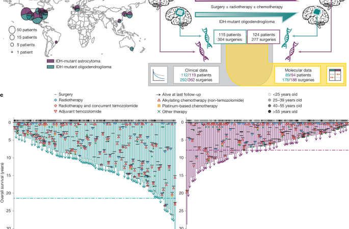 Divergent genomic evolution in astrocytomas and oligodendrogliomas – Nature