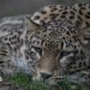 Dutch zookeeper dies after being mauled by leopard