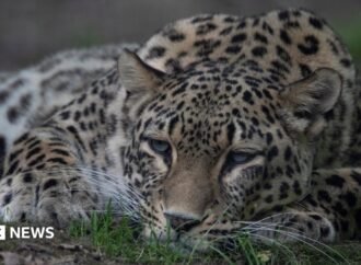 Dutch zookeeper dies after being mauled by leopard