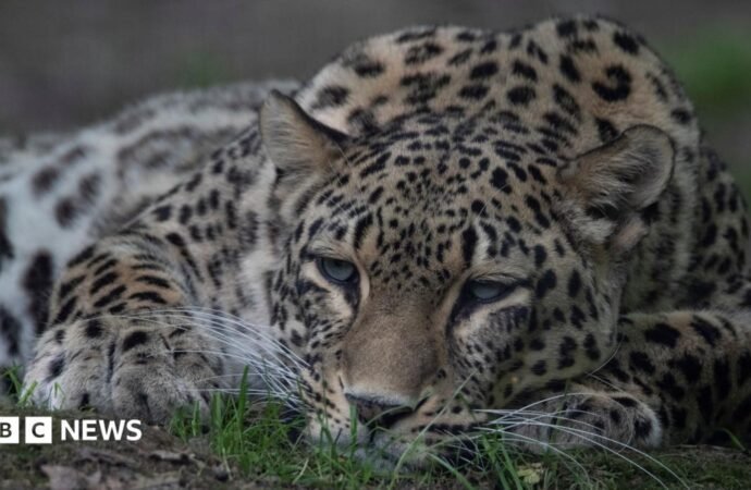 Dutch zookeeper dies after being mauled by leopard