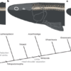 Early tetrapod neck mobility modelled using an extant analogue – Nature
