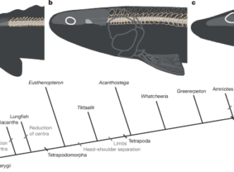 Early tetrapod neck mobility modelled using an extant analogue – Nature