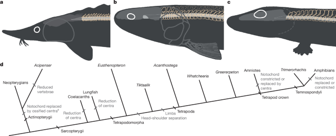Early tetrapod neck mobility modelled using an extant analogue – Nature