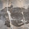 Earth’s first fully-marine amphibian stalked the seafloor with a chunky, bony body