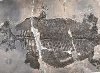 Earth’s first fully-marine amphibian stalked the seafloor with a chunky, bony body