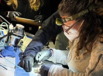 Expert ‘bat wranglers’ put GPS trackers on California’s bats