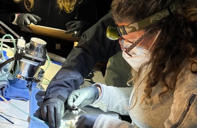 Expert ‘bat wranglers’ put GPS trackers on California’s bats