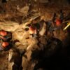 Extinct ice age bovine discovered in Siberian cave