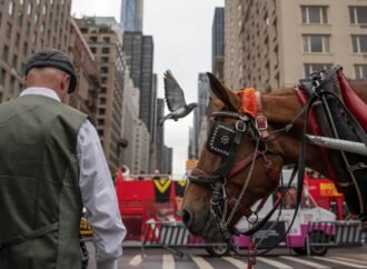 Facing a ban on horse-drawn carriages, Central Park’s drivers fear for livelihoods