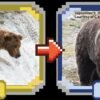 Fat Bear Week 2026 winner: Backpack is your champion!