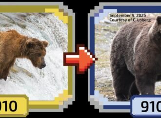 Fat Bear Week 2026 winner: Backpack is your champion!