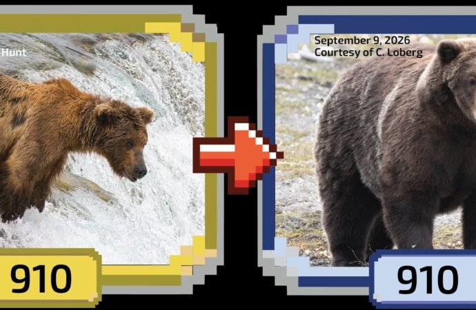 Fat Bear Week 2026 winner: Backpack is your champion!