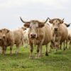 First person infected with rare Shamonda virus: what we know