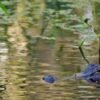 Fisherman, 71, attacked and killed by 12-foot alligator alongside Florida lake