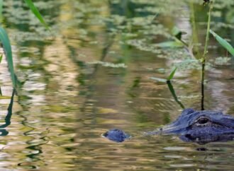 Fisherman, 71, attacked and killed by 12-foot alligator alongside Florida lake