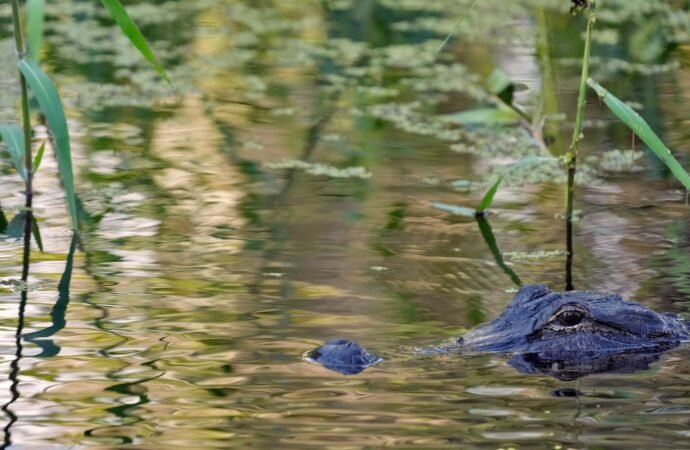 Fisherman, 71, attacked and killed by 12-foot alligator alongside Florida lake