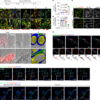 GRP75-dependent SIMPA mediates inter-organellar quality control – Nature