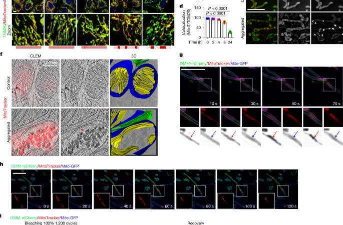 GRP75-dependent SIMPA mediates inter-organellar quality control – Nature