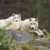 German wolf attack: Girl seriously injured at wildlife park