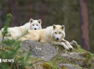 German wolf attack: Girl seriously injured at wildlife park