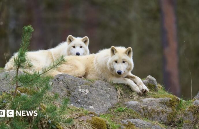 German wolf attack: Girl seriously injured at wildlife park