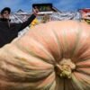 Giant pumpkins battle for heavyweight glory and the world record in California