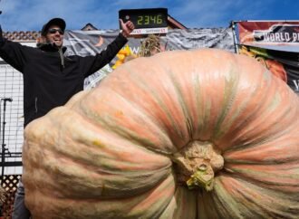 Giant pumpkins battle for heavyweight glory and the world record in California