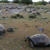 Giant tortoises now outnumber people in the Seychelles