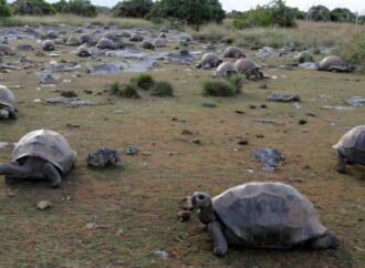 Giant tortoises now outnumber people in the Seychelles