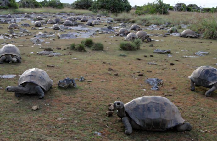 Giant tortoises now outnumber people in the Seychelles